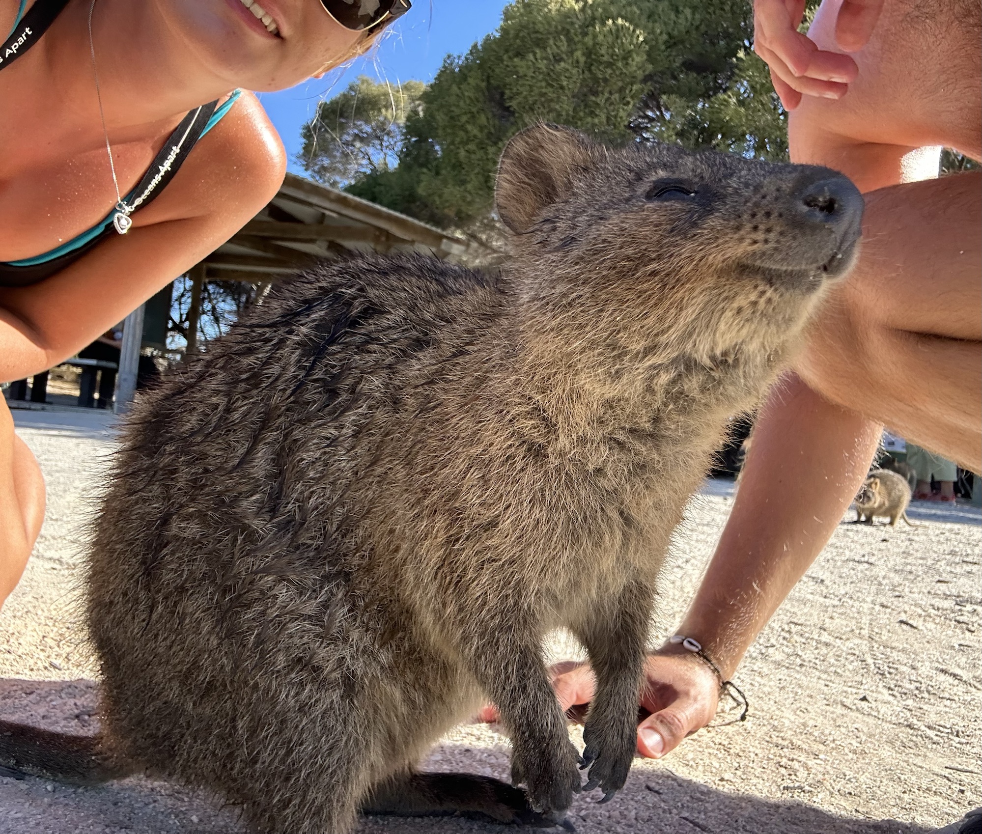 Quokkas Paradies