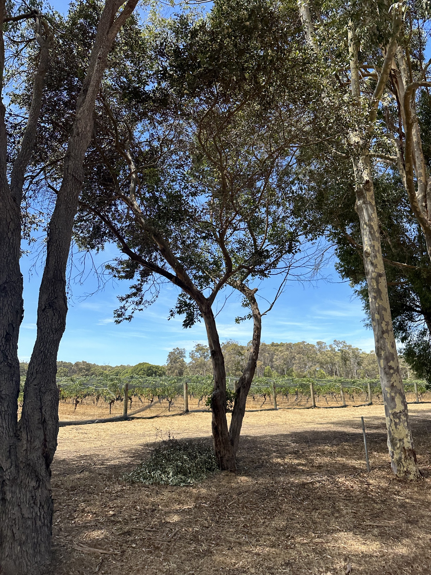 Weinverkostung und Wildnis in Margaret River