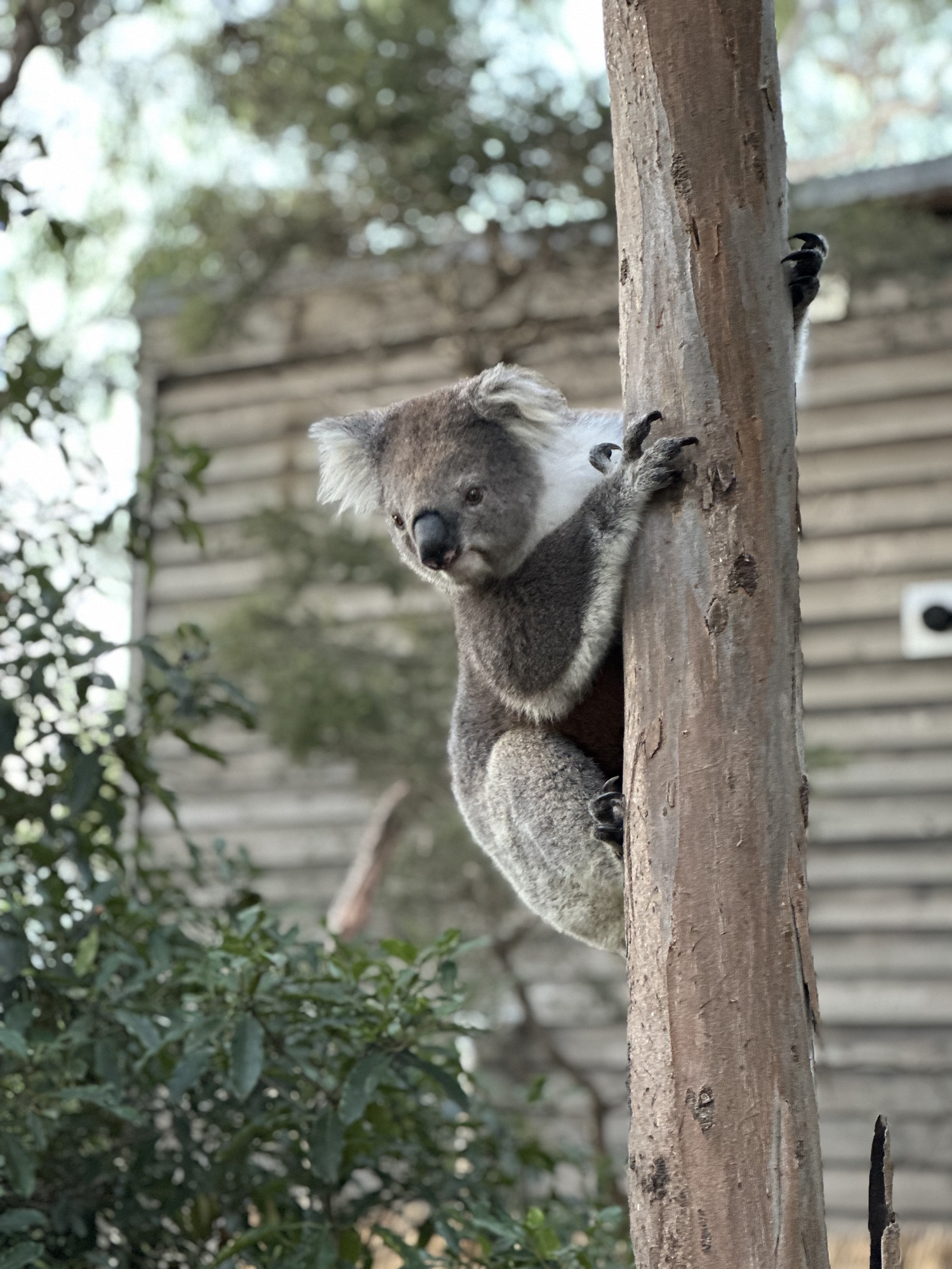 Koalas und Kängurus: Entdeckungen auf Raymond Island