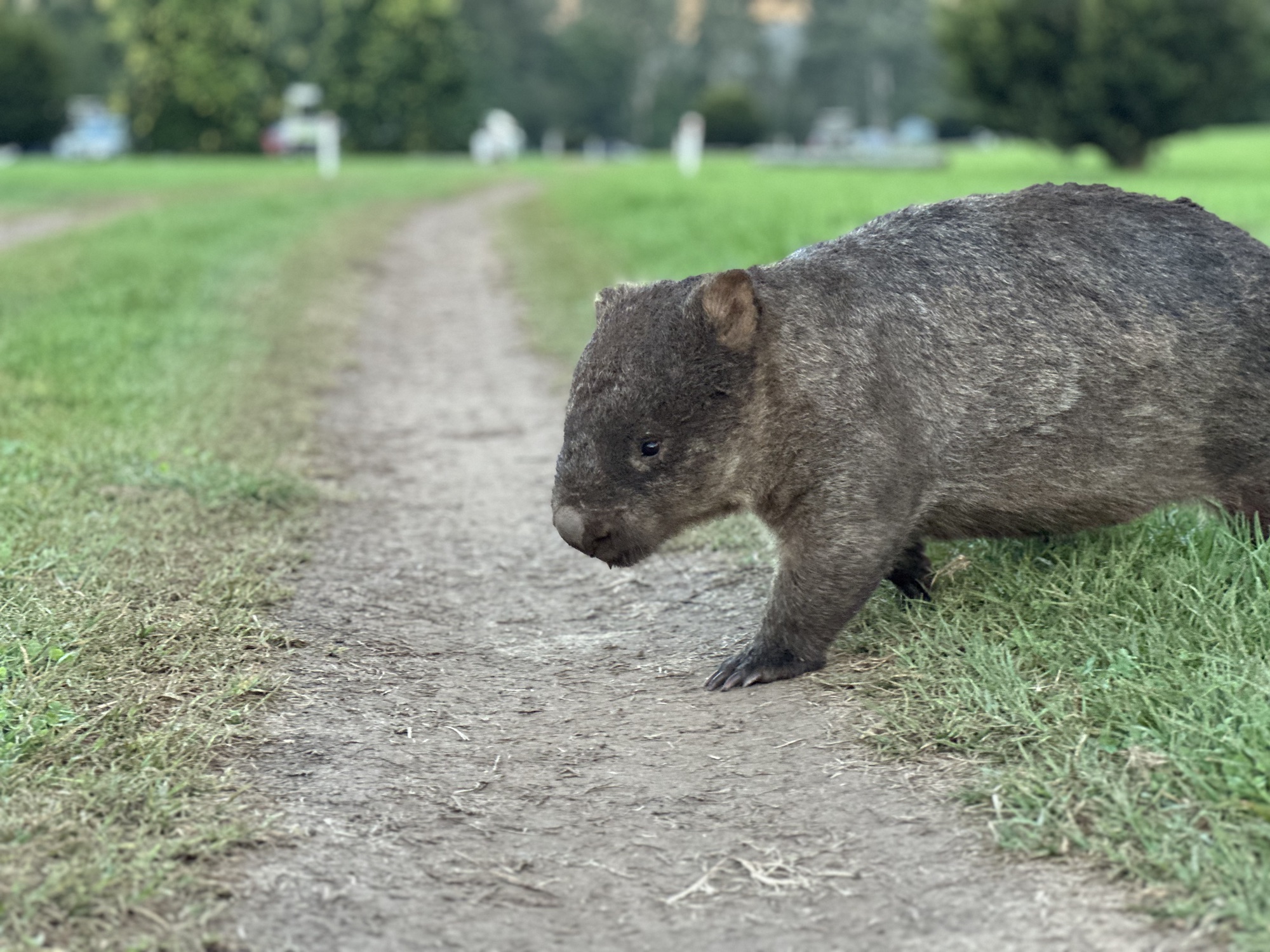 Wombats in Bendeela